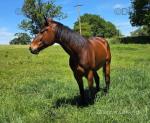 16.2hh IDx Gelding