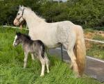 13.1hh Broodmare with Colt Foal