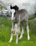 13.1hh Broodmare with Colt Foal