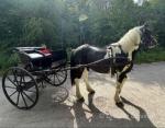 15.3hh Ride and Drive Gelding with Cart and Harness