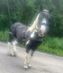 15.3hh Ride and Drive Gelding with Cart and Harness