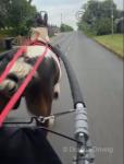 15.1hh Driving Gelding