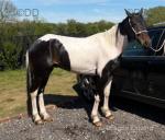 15.1hh Driving Gelding