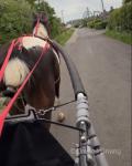 15.1hh Driving Gelding