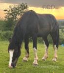 Hermas Tom, 2 Year Old WPB Gelding