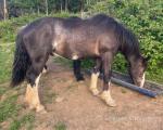 Hermas Tom, 2 Year Old WPB Gelding