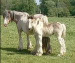 13.2hh Mare with Colt Foal