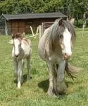 13.2hh Mare with Colt Foal