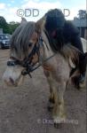 13.2hh Mare with Colt Foal