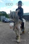 13.2hh Mare with Colt Foal