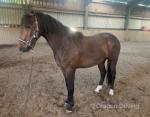 3 Year Old NF Gelding 