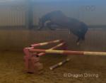 3 Year Old NF Gelding 