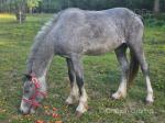 Welsh Section D Colt