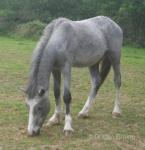 Welsh Section D Colt