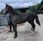Yearling WPB Filly