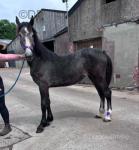 Yearling WPB Filly