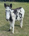 Donkey Geldings