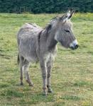 Donkey Geldings