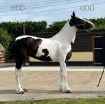 14.3hh Ride and Drive Mare