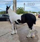 14.3hh Ride and Drive Mare