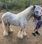 Colt