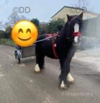 Ride and Drive Mare