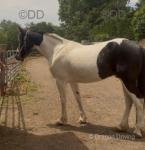 15hh Ride and Drive Gelding 