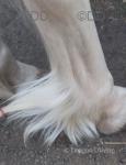 15hh Ride and Drive Gelding 