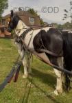 15hh Ride and Drive Gelding 