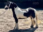 Dolly, 12.2hh Mare
