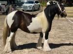 Dolly, 12.2hh Mare