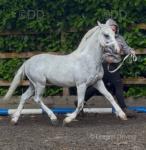 Delami Ace Of Spades, Yearling Welsh Section A Colt