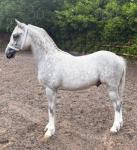Delami Ace Of Spades, Yearling Welsh Section A Colt