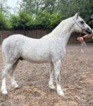 Delami Ace Of Spades, Yearling Welsh Section A Colt