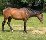 15.2hh Thoroughbred Riding Gelding 