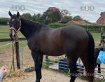 15.2hh Thoroughbred Riding Gelding 