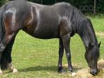 WPB Filly 