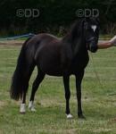 WPB Filly 