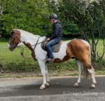 15.3hh Riding Gelding 