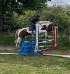 15.3hh Riding Gelding 