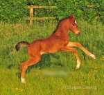 WPB Colt Foal