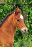 WPB Colt Foal