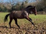 15.3hh Thoroughbred Riding Gelding 