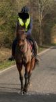 15.3hh Thoroughbred Riding Gelding 