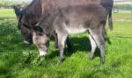 Acorn Donkey Colt Foal