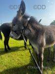 Acorn Donkey Colt Foal