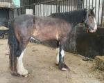 Shire Gelding 
