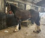 Shire Gelding 