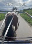 Driving Colt