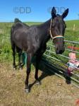 Standardbred Driving Mare
